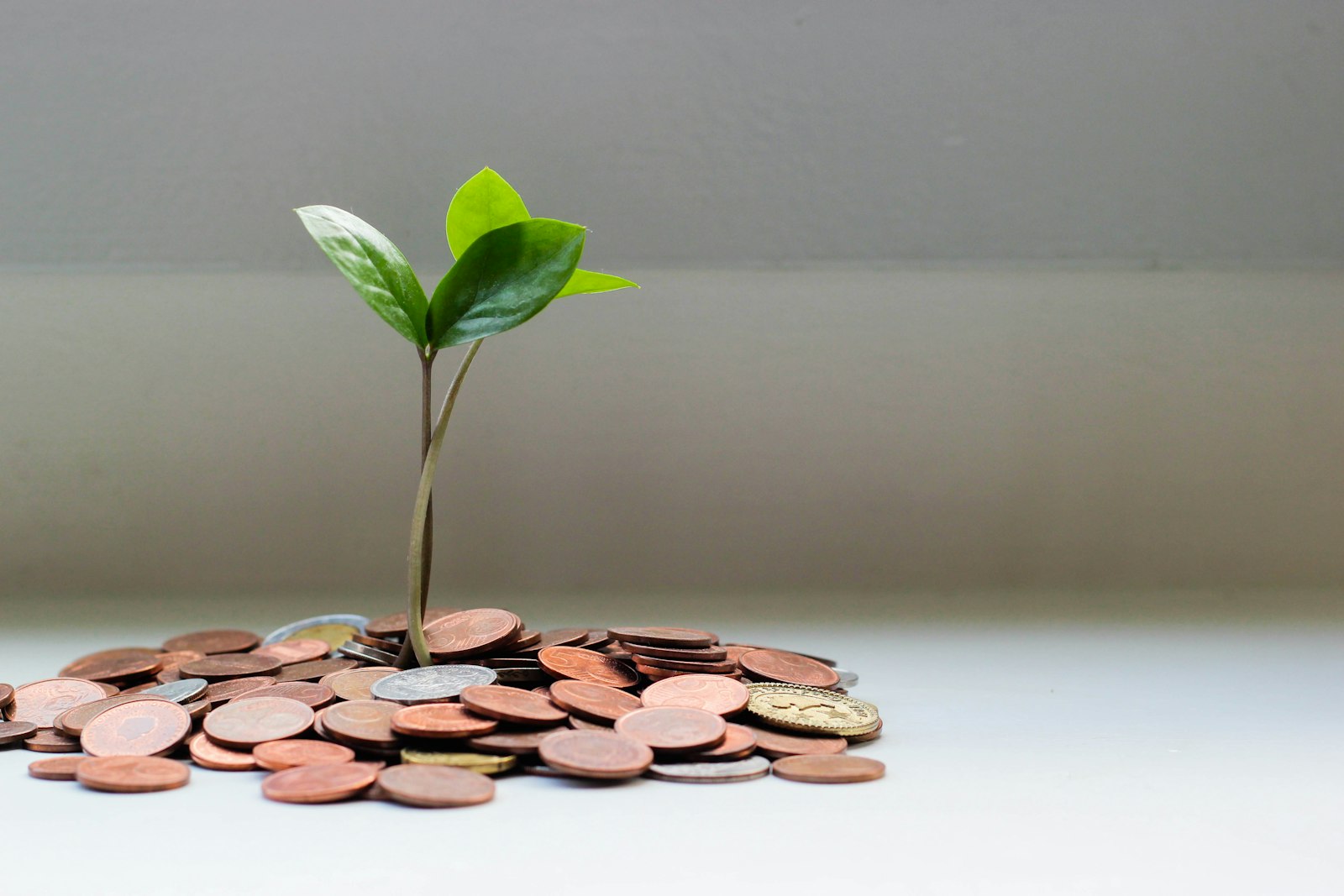 Planta creciendo sobre monedas, representando el crecimiento del dinero ahorrado